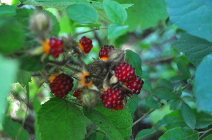 Double Brook Farm - Harvesting Wineberries in the Forest