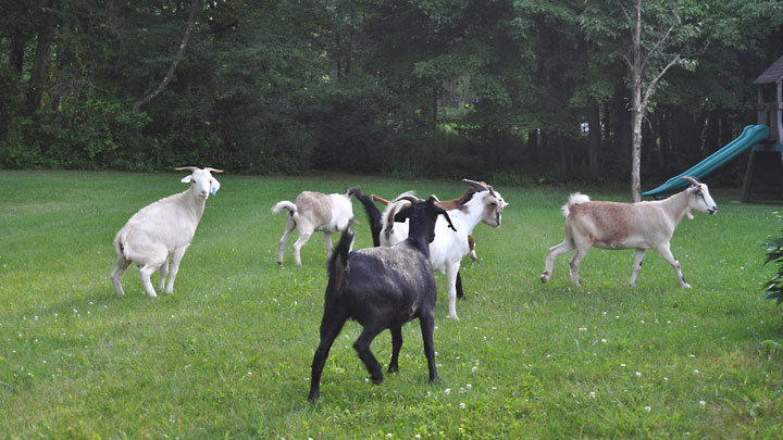 Double Brook Farm - Goats, Escape Artists of the Farm