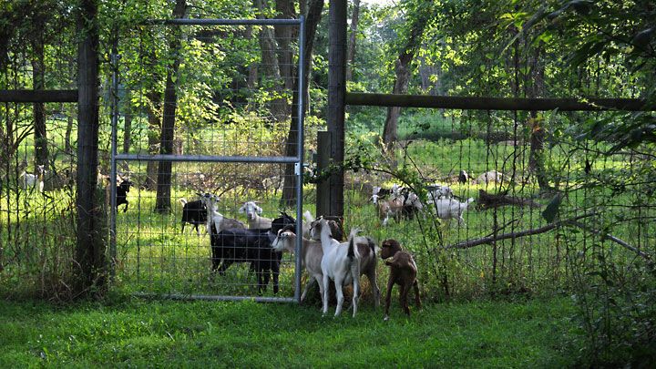 Double Brook Farm - Goats, Escape Artists of the Farm