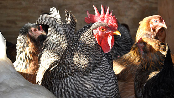 Chickens: Freedom Rangers (meat) and Rhode Island Reds (eggs) - Double Brook Farm