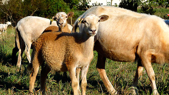 Katahdin Sheep - Double Brook Farm