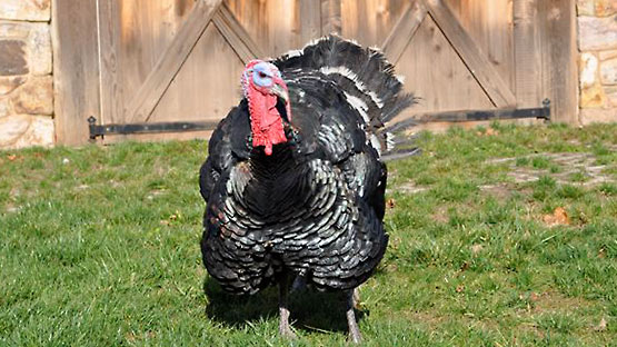 Turkeys: Narragansett, Black Spanish, Bourbon Red, Blue Slateand Broad Breasted Whites and Bronzes - Double Brook Farm